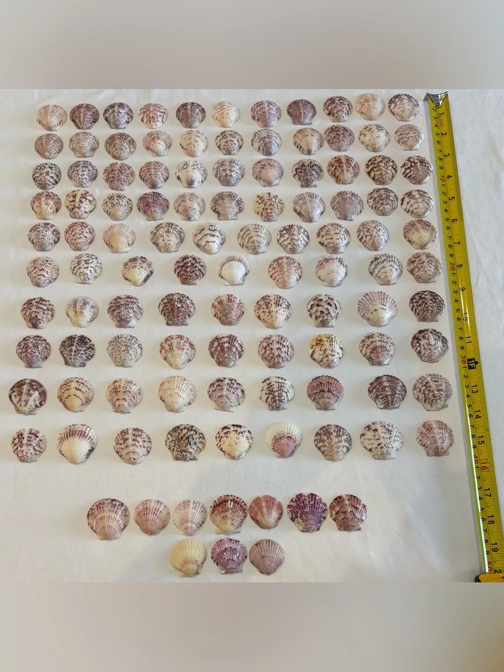 109 LOT SEA SHELLS SANIBEL FL.  SCALLOP 1.25 - 1.5 MIX COLORS CRAFT /COLLECT LOT